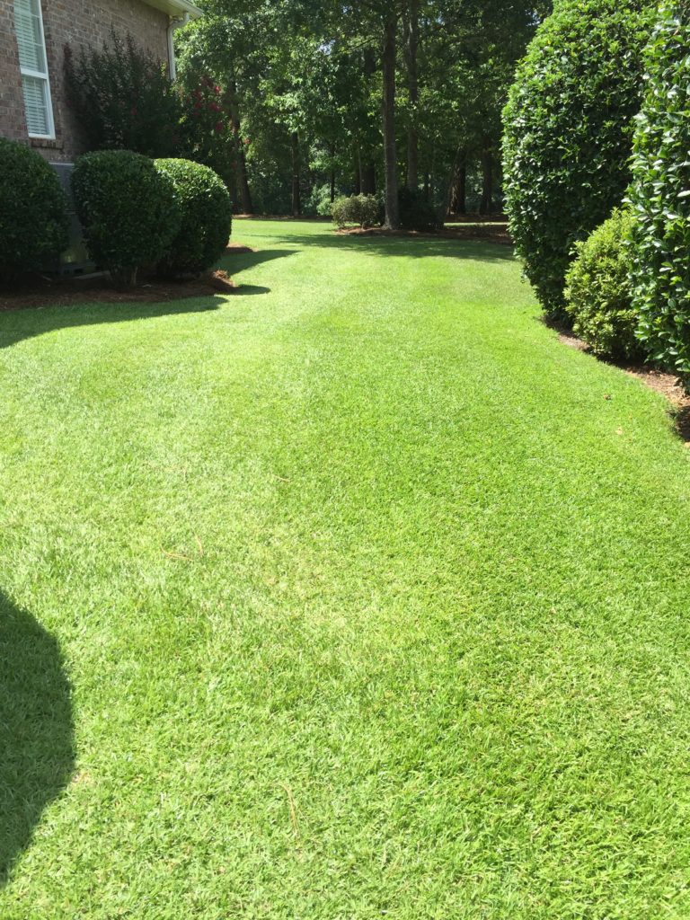 fresh-sod-mt-pleasant-sc-installed-by-professionals-with-experience